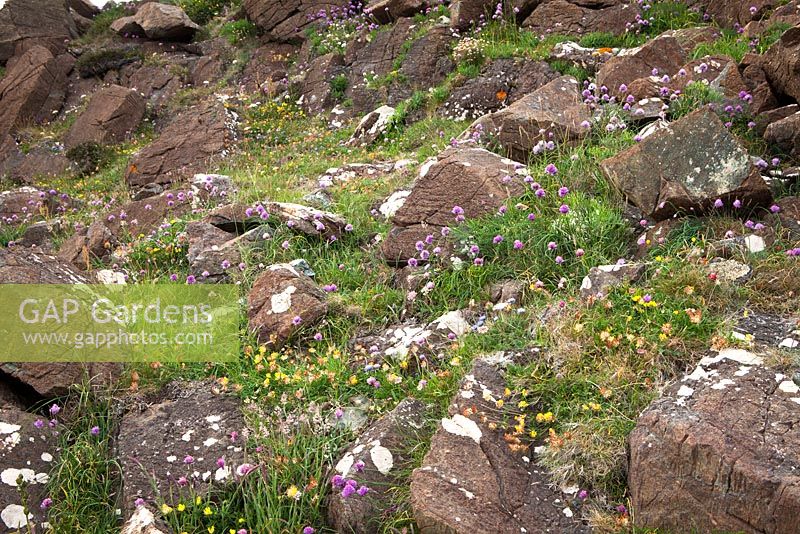 Fleurs sauvages poussant sur les falaises de la péninsule du Lézard, Cornwall