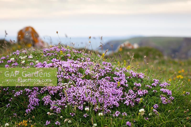 Thymus polytrichus - Thym sauvage poussant au-dessus des falaises près de la péninsule du Lézard, Cornwall.