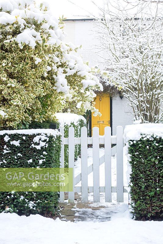 Piquet blanc dans une haie d'ifs. Cottage avec porte d'entrée jaune. Euonymus fortunei 'Silver Queen '.