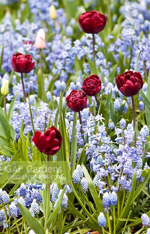 Hyacinthus orientalis 'festival bleu', muscari aucheri 'magie de l'océan' et tulipa 'oncle tom' en parterre de printemps mixte