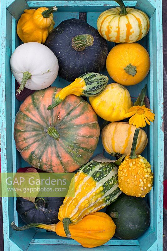 Courge mouchetée de courge, Floridor de courge, Cucurbita pepo Zephyr, Cucurbita pepo sunburst, Cucurbita pepo table star, Cucurbita pepo sweet lighting, Cucurbita pepo ornemental mix, Cucurbita pepo Wings of Autumn, Cucurbita pepo Cucurbita hampa .