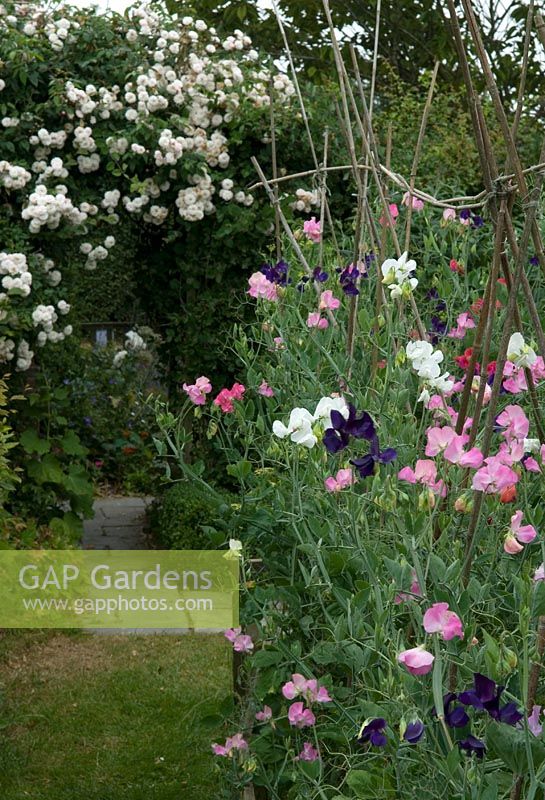 Rangée de couleurs mélangées Lathyrus odoratus - Sweet Peas - dans un jardin rustique avec vue lointaine à travers la tonnelle rose - Open Gardens Day 2013, Brundish, Suffolk