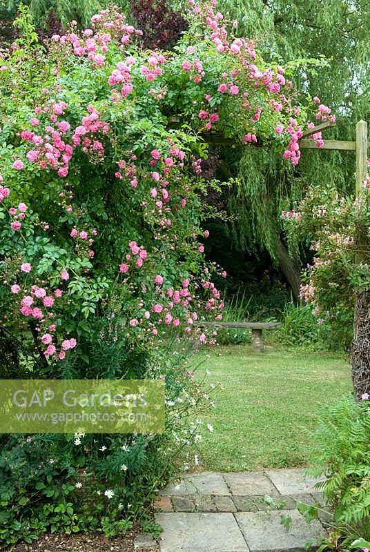 Rambling Rosa 'Dorothy Perkins' sur pergola - Open Gardens Day 2013, Brundish, Suffolk