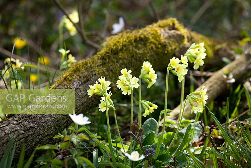 Oxlips, chélidoine et anémones des bois. Primula elatior, Anemone nemorosa