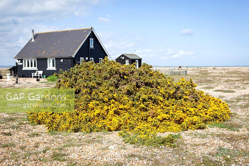 Ulex europaeus. Ajonc de plus en plus à Dungeness, Kent.