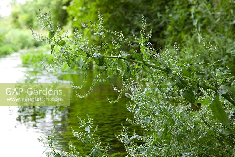 Veronica anagallis - aquatica par un ruisseau - Water Speedwell.