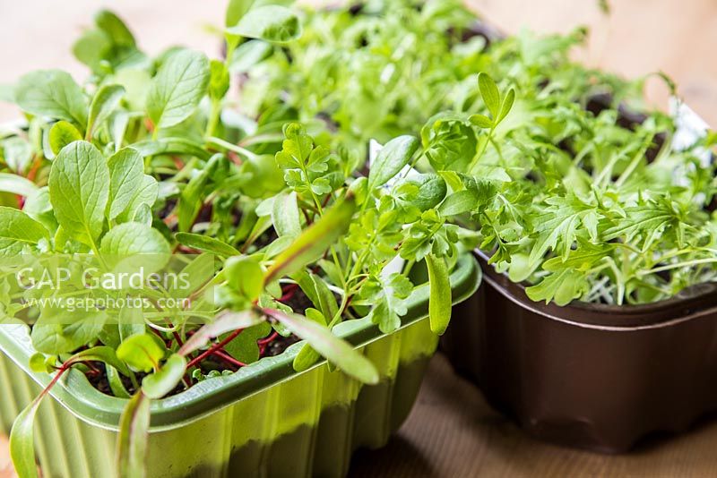 Croissance développement de Baby Leaf Salad et Mizuna.