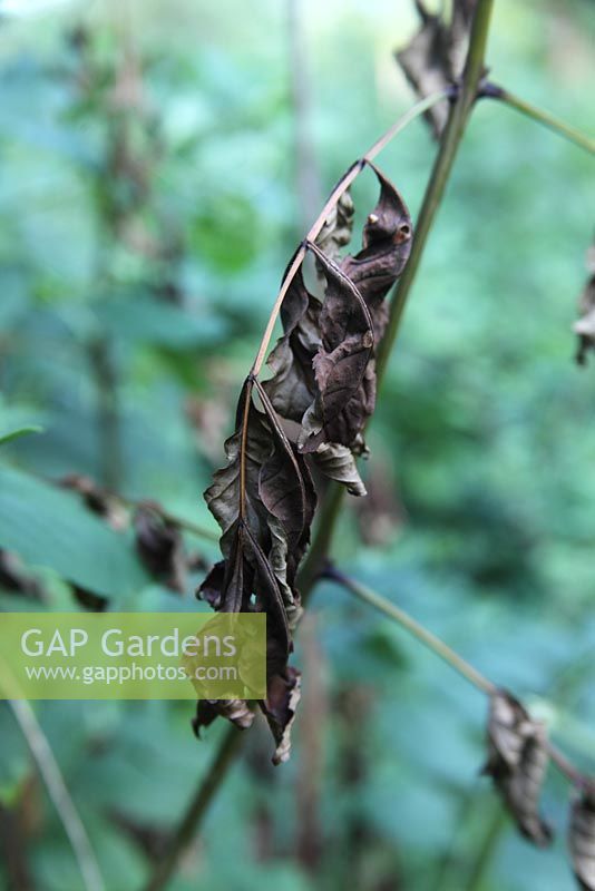 Chalara fraxinus - Le dépérissement des cendres bouchent les feuilles infectées