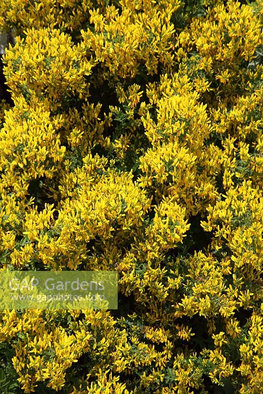 Genista tinctoria - teinturiers Greenweeds plante en fleur