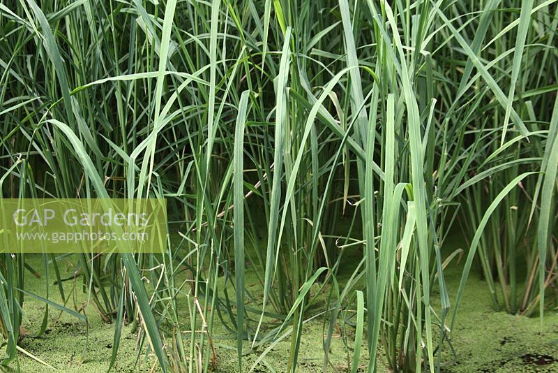 Oryza sativa - Les plants de riz poussent dans l'eau