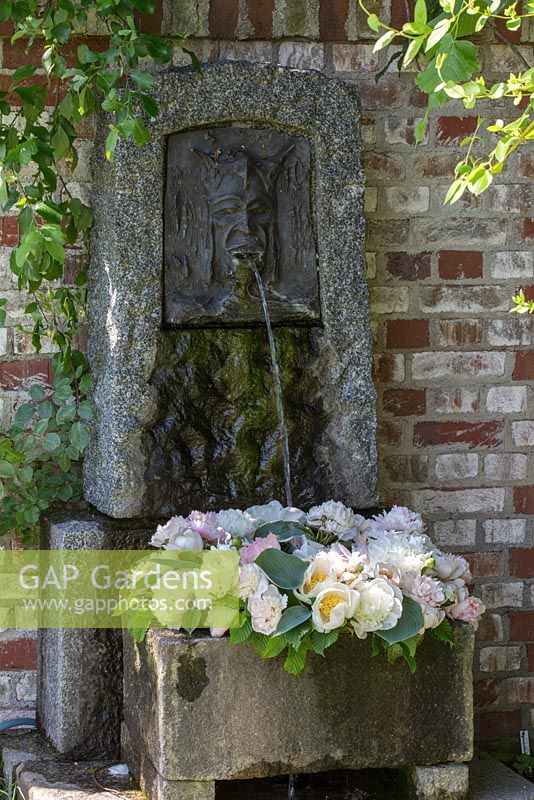 De l'eau jaillit sur une couronne de pivoine dans une auge en granit à côté d'un mur de briques. Les variétés sont 'Jan van Leuwen', 'Lady Alexander Duff' et 'Mme. Claude Tain'