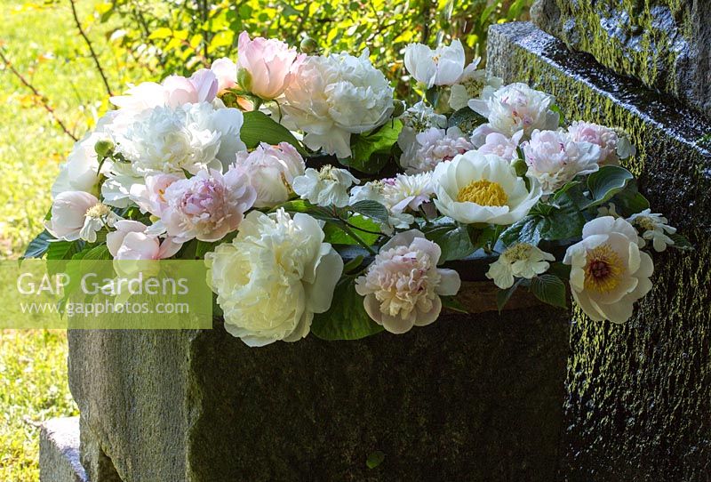 Couronne de pivoine aux couleurs vives à côté d'une station d'eau. Les variantes sont 'Festiva Maxima' et 'Jan van Leuwen'