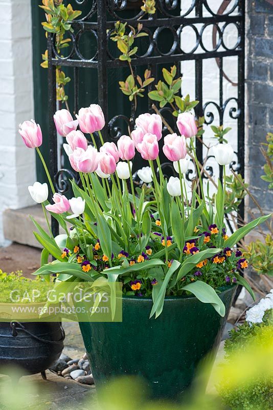 Tulipes roses et Viola cornuta 'Sorbet Orange Duo en pot émaillé par porche en fer forgé