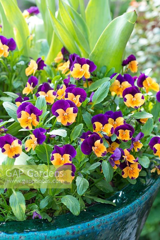 Viola cornuta 'Sorbet Orange Duet' en pot émaillé