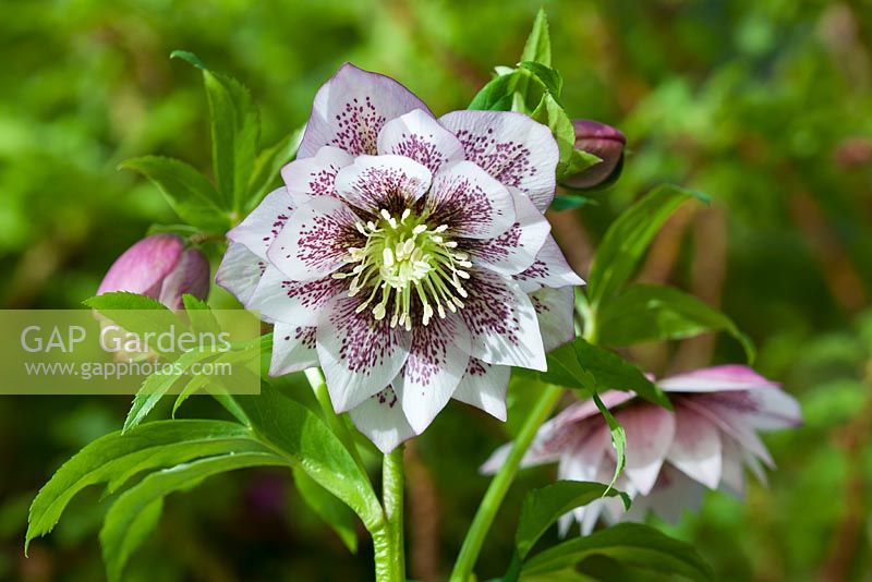 Helleborus x hybridus 'Double Harvington Rose' - Hellébore moucheté