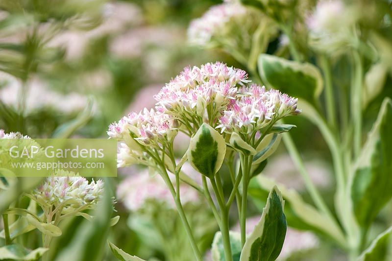 Sedum erythrostictum 'Frosty Morn'