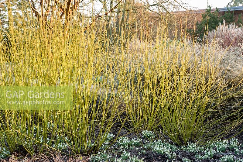 Cornus sericea 'Budd's Yellow' avec perce-neige. Jardins Sir Harold Hillier, Ampfield, Romsey, Hants, UK