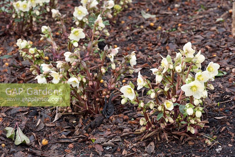 Helleborus x ericsmithii 'Bob's Best '. Sir Harold Hillier Gardens, Ampfield, Romsey, Hants, Royaume-Uni