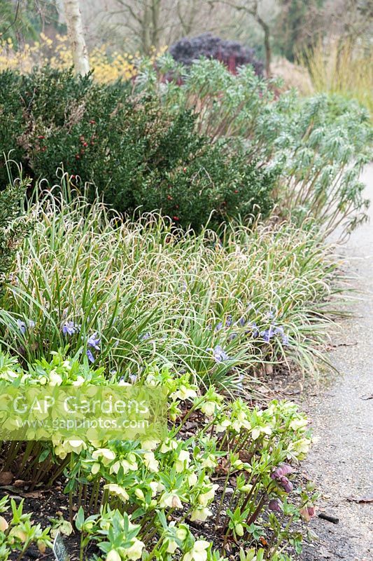 Parterre d'hiver avec Helleborus Ashwood Garden Hybrids Apricot, Iris unguicularis 'Mary Barnard', Ruscus aculeatus et Euphorbia characias 'Goldbrook '. Sir Harold Hillier Gardens, Ampfield, Romsey, Hants, UK