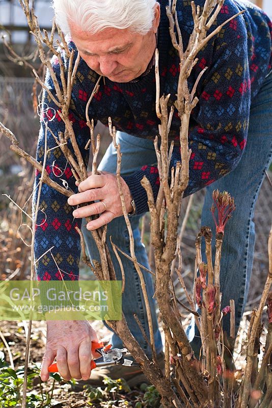 Homme élagage de pivoine au début du printemps. Enlever la branche séchée.