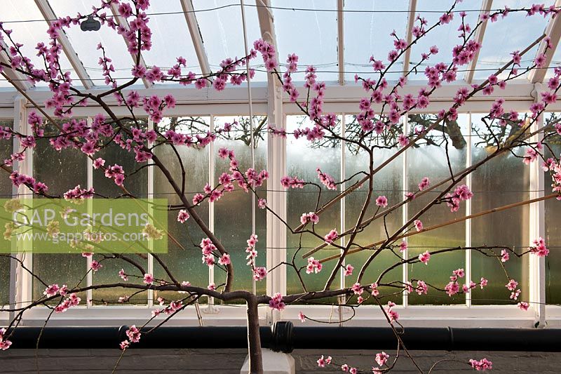 Prunus persica var. nucipersica - Fleur de nectarine 'Ananas'