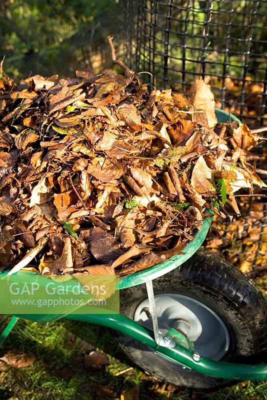 Brouette de feuilles réunies prêtes à faire des moisissures