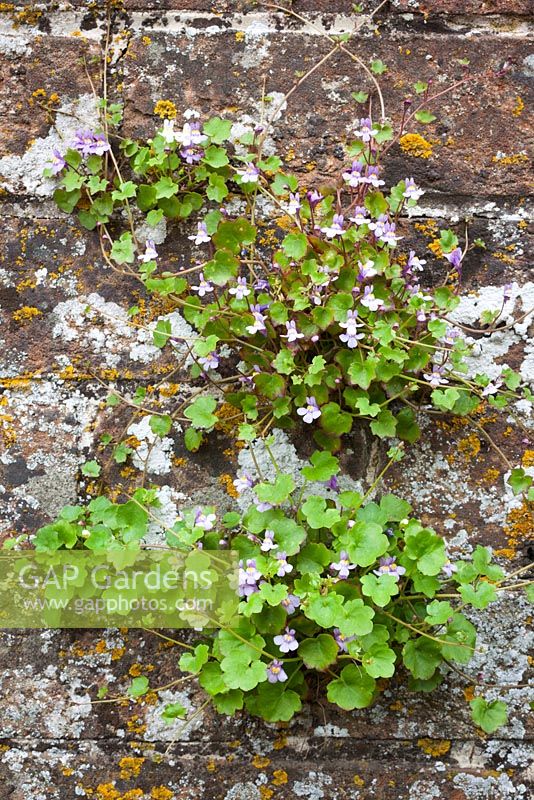 Cymbalaria muralis - Toadflax à feuilles de lierre poussant dans un vieux mur de briques. Lierre Kenilworth.