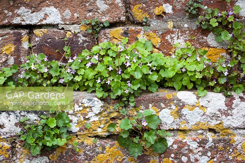 Cymbalaria muralis - Toadflax à feuilles de lierre poussant dans un vieux mur de briques. Lierre Kenilworth.