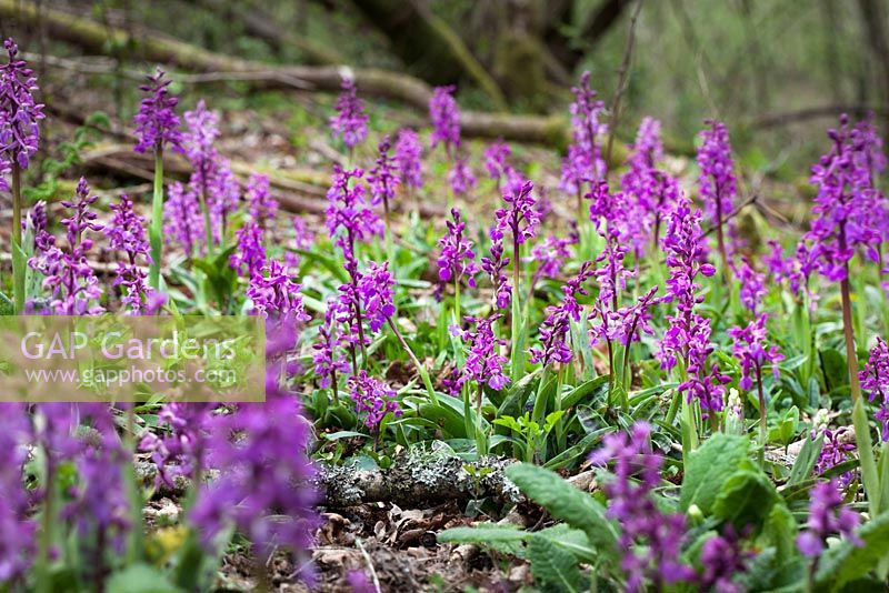 Orchis mascula - Early Purple Orchid poussant dans une forêt à Kingcombe, Dorset.