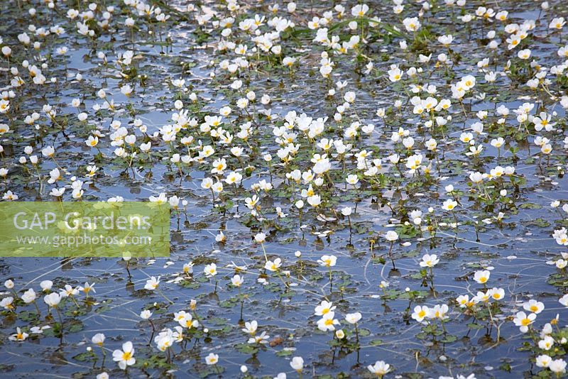 Ranunculus aquatilis - Pied-de-biche commun poussant dans un étang.