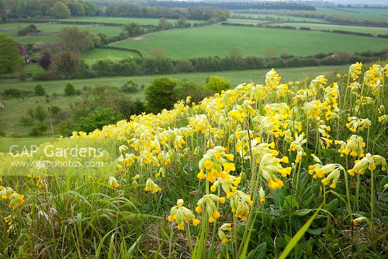 Cowslips poussant sur une colline dans le Hampshire. Primula veris