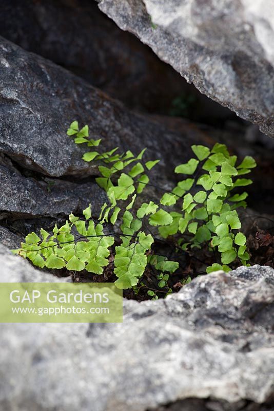 Adiantum capillus-veneris - fougère maidenhair poussant parmi les rochers de la chaussée calcaire au Burren, Irlande.