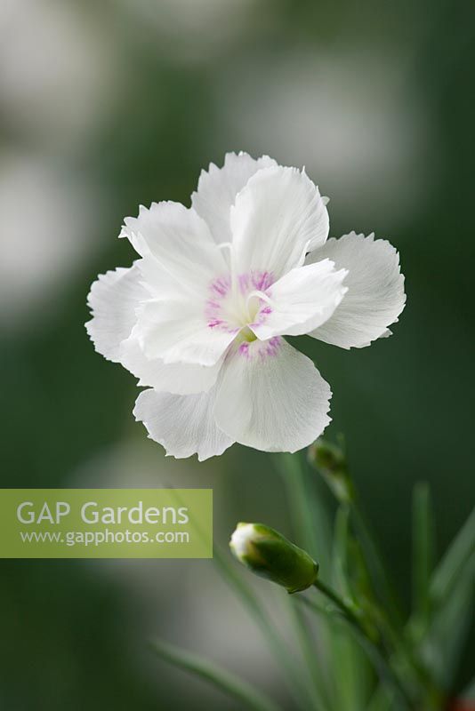 Dianthus 'Glebe Cottage White '. Pinks