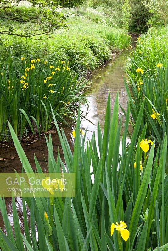 Iris pseudacorus - Yellow Flag Iris poussant dans une zone humide près d'un ruisseau.