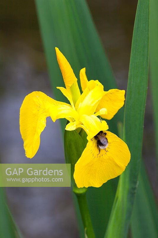 Iris pseudacorus - Iris drapeau jaune avec abeille.