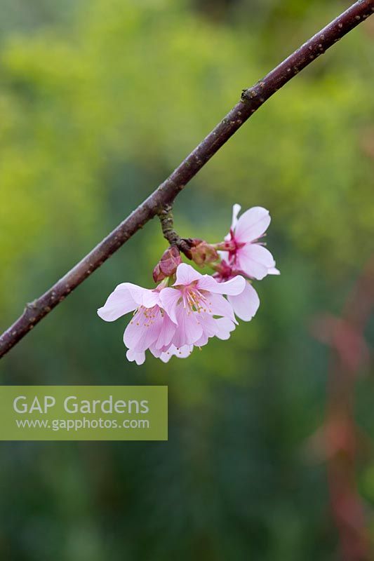 Prunus Sargentii Columnaris - Sargent colonnaire Fleur de cerisier