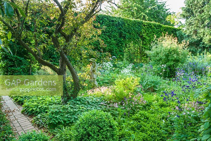 Jardin de printemps avec des plantes boisées entourées de haies de hêtres. Géraniums, épimédiums, fougères, aquilegias. Hardwicke House Fen Ditton, mai.