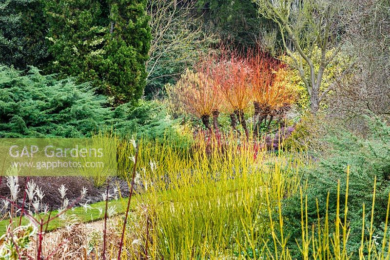 Le jardin d'hiver. Jardins botaniques de Cambridge. Tiges colorées de Cornus stolonifera 'Flaviramea' et Salix alba 'Britzensis' (syn. 'Chermesina ')