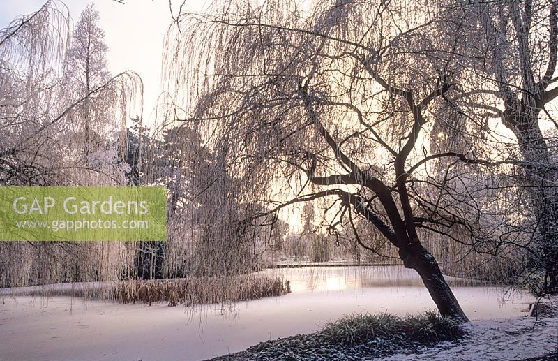 Scène d'hiver à travers l'étang. Saules pleureurs. Jardins botaniques de Cambridge