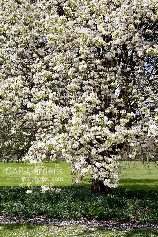 Pyrus caucasia au printemps au Sir Harold Hillier Gardens et Arboretum