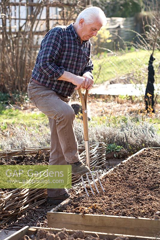 L'homme prépare un parterre de fleurs avec une fourchette de jardin pour les bulbes d'ail à planter.