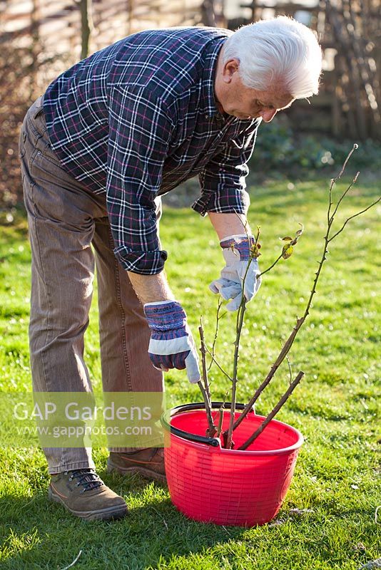 Planting Rose 'Graham Thomas' - Homme trempant une plante à racines nues dans un seau d'eau pour se rafraîchir.