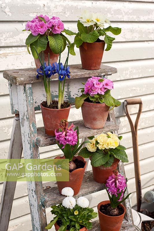 Fleurs de printemps affichées dans des pots sur une échelle, y compris des primevères et des jacinthes