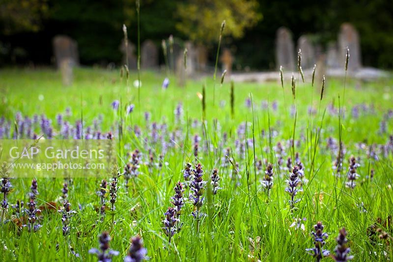 Ajuga reptans syn. Ajuga repens. De plus en plus clairon dans le cimetière d'Exbury.