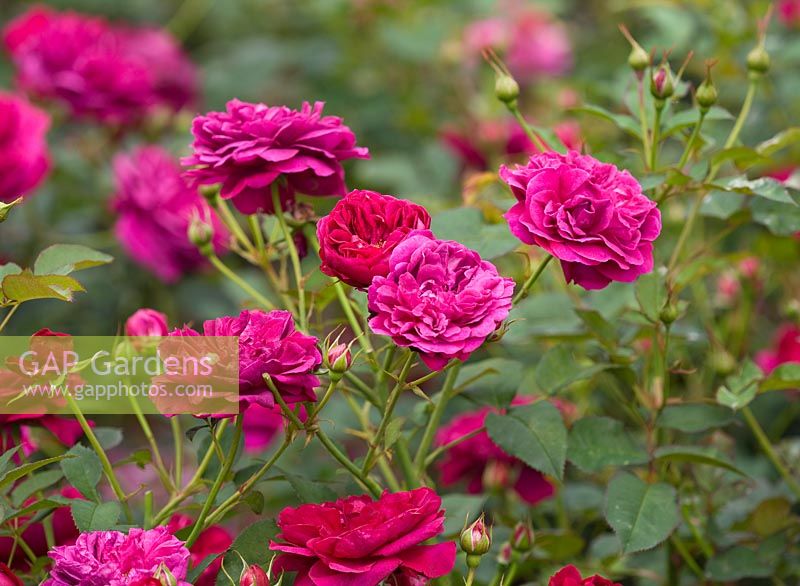 Rosa 'Darcey Bussell' (Ausdecorum) - David Austin English Rose, Double / Full bloom, parfumé