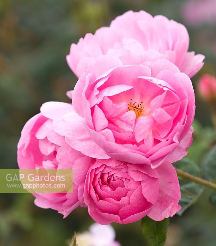 Rosa 'Skylark' (Ausimple) - Savid Austin arbuste rose, semi-double, parfumé