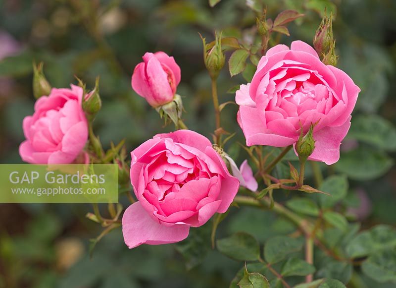 Rosa 'Skylark' (Ausimple) - Rosier arbuste David Austin rose, semi-double, parfumé