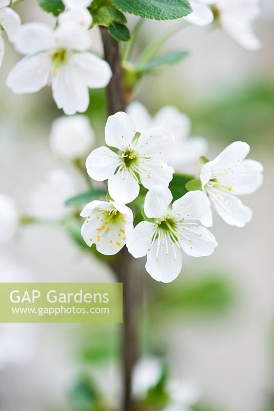Prunus cerasus 'Morello' - fleur de printemps blanche de cerise griotte