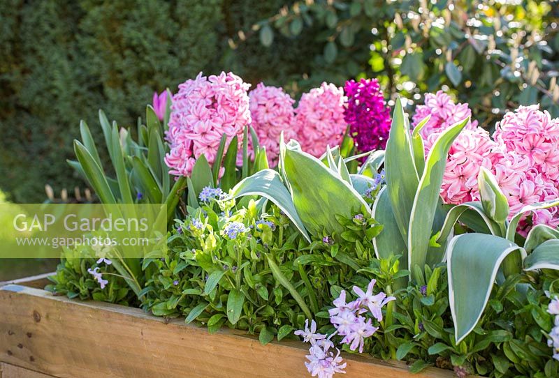Hyacinthus orientalis 'Fondant', Hyacinthus 'Woodstock', Tulipa triomphe 'Negrita', Chionodoxa 'Pink Giant' et Myosotis - Oubliez-moi pas