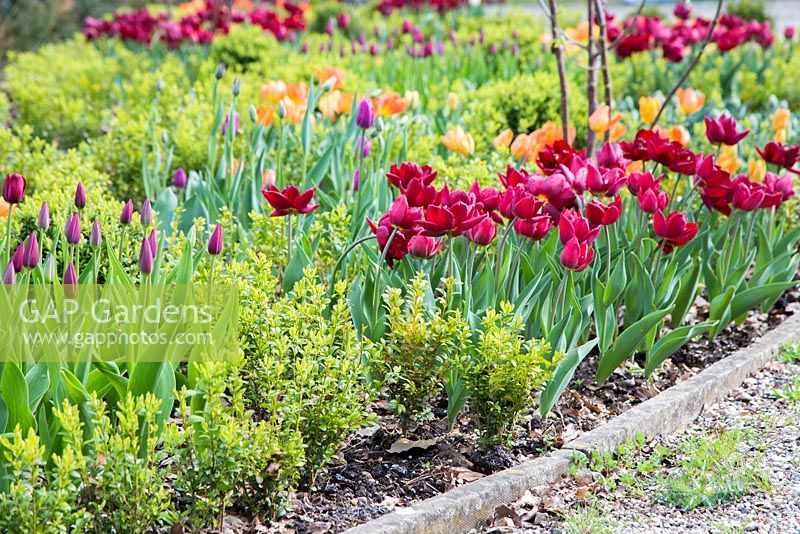 Jardin avant planté de Tulipa 'National Velvet', 'General de Wet' et 'Abba'